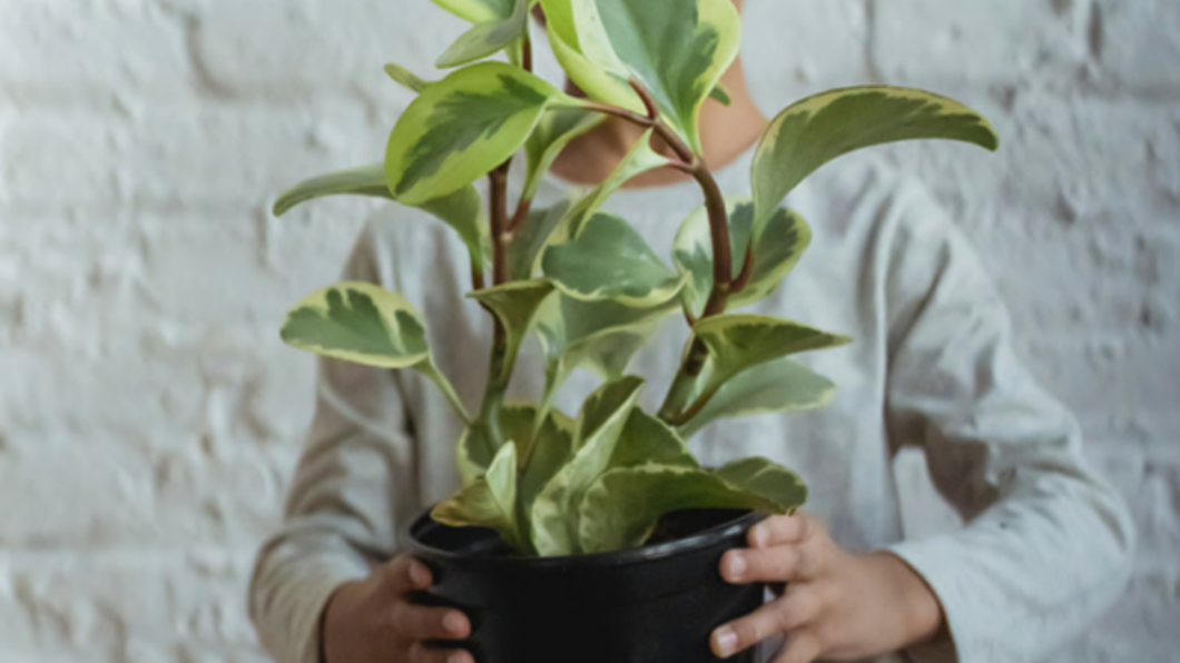 Foto van een kind die een plant vasthoudt